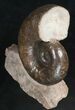 / Lytoceras Ammonite From France - Great Display #10978-1